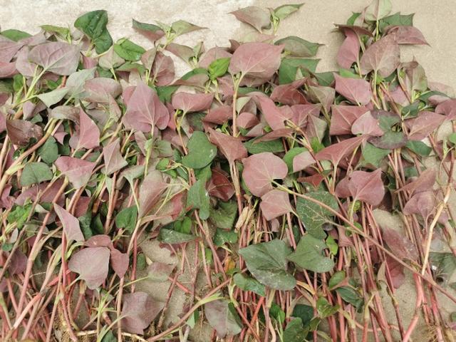 农村天然野生菜，鱼腥草，即可以当菜炒着吃，又能当茶喝