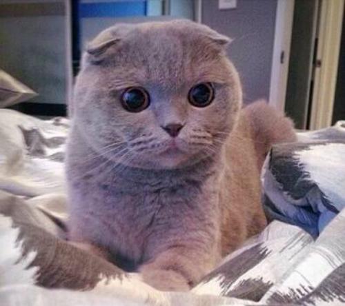 折耳虎斑猫多少钱一只猫咪品种介绍
