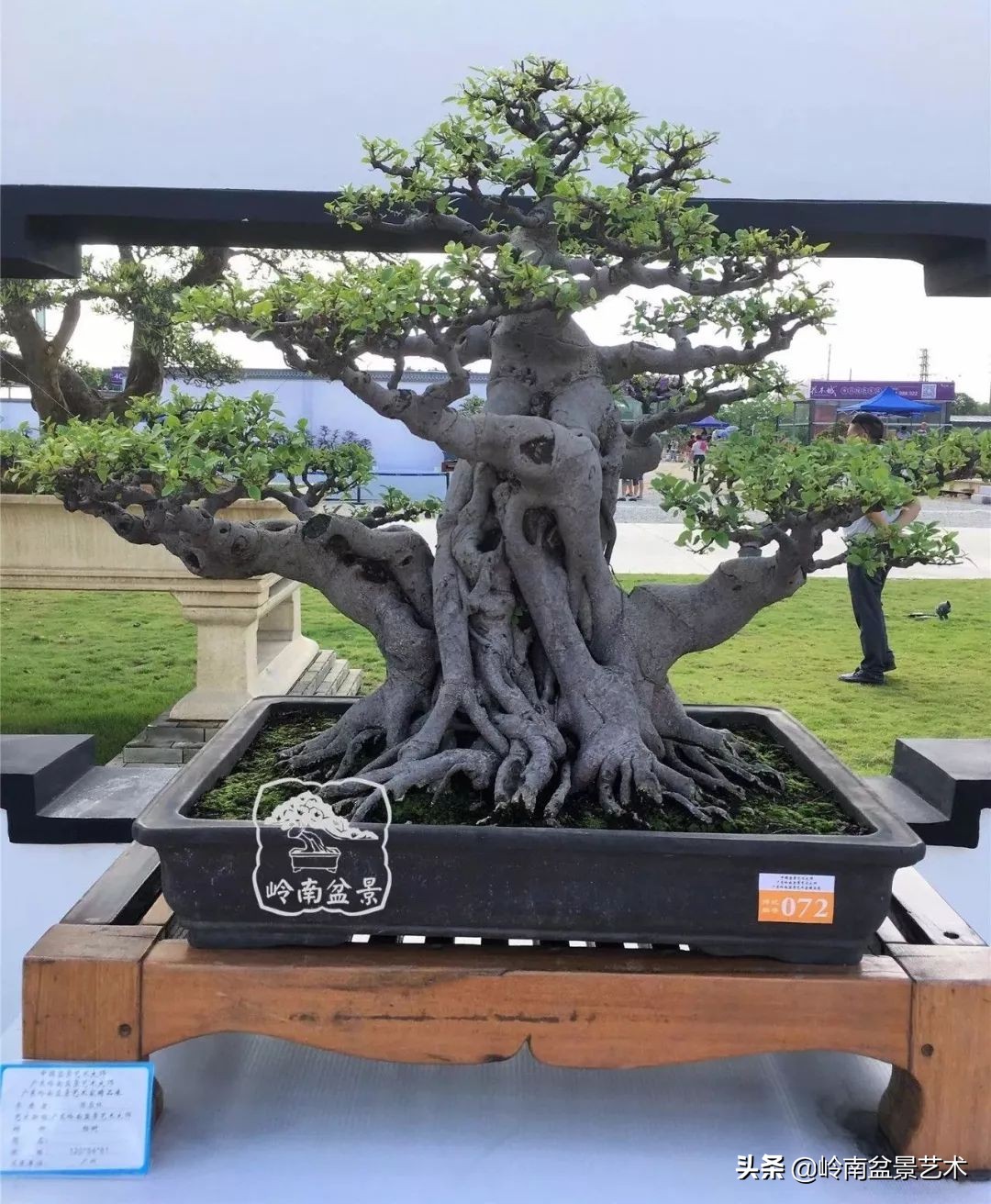 榕樹盆景圖片,榕樹盆景圖片大全欣賞