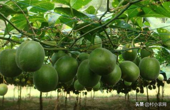 南方农村致富好项目，除了百香果，亩产10000个的罗汉果不香吗？