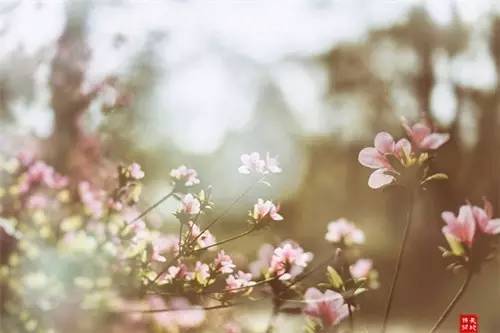 散文：生如夏花，把芬芳绽放于绚烂的人生