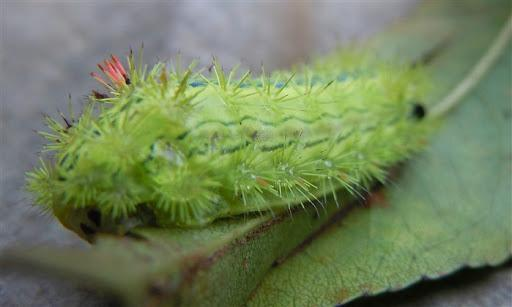 害虫洋辣子是什么?为什么卖这么贵?