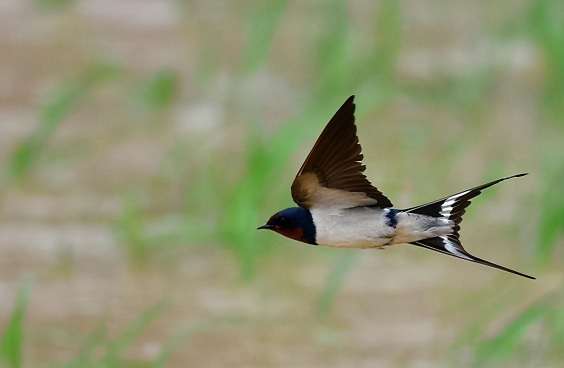 这说法得改改了,我国燕子的越冬地远在南非