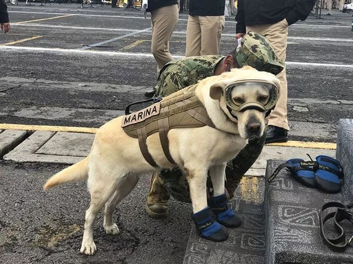 史宾格犬的优点和缺点（搜救犬中的四大天王）