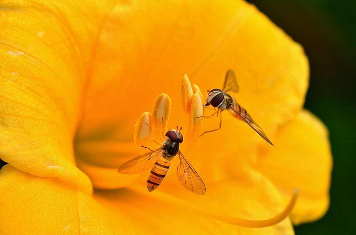 飘花 超级飞蝇 但经常被误认为蜜蜂经常在花的伪装中飞翔 虽然相似 但有不同的肉食 一些素食授粉的好帮手 飞小能
