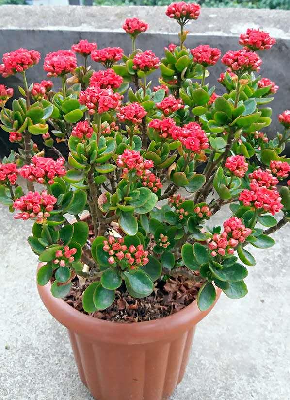 長壽花圖片,長壽花圖片大全
