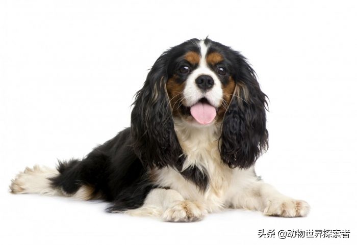 十大最受欢迎的家庭犬种