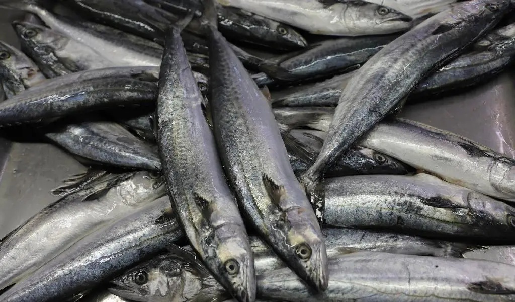 市场上老板鱼也很多,价格也差别很大.