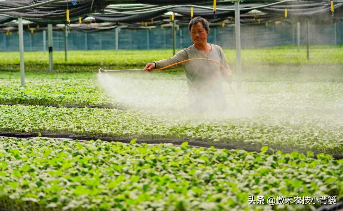 磷酸二氢钾的使用方法和用量（磷酸二氢钾效果最好的方法）