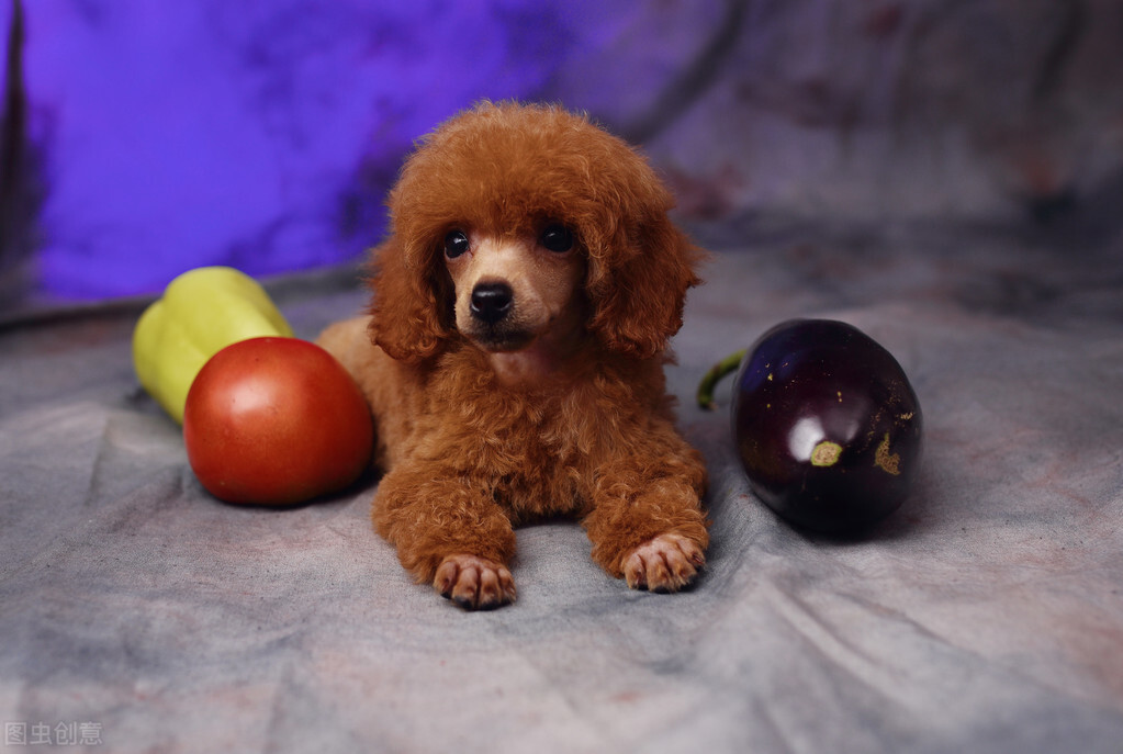 贵宾犬什么颜色最贵(贵宾犬 第1张