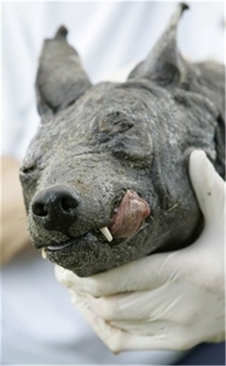 美洲最神秘的吸血怪兽,看起来像狗,是变异动物还是新物种?