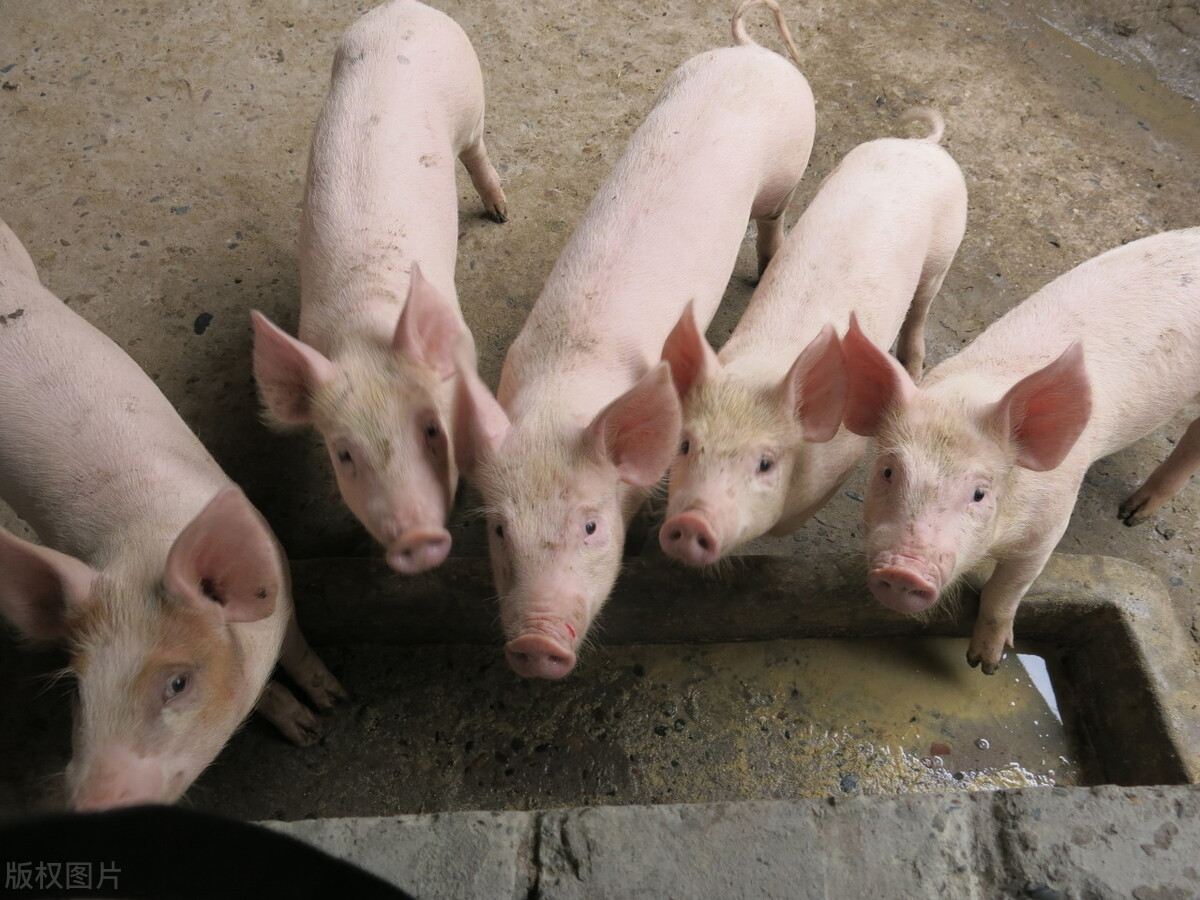呼和浩特今日猪价最低多少钱一斤「呼和浩特猪肉价格今日价市场」