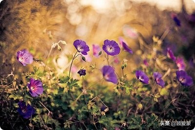 《风霜淬炼笑红尘，飘落如烟亦从容》