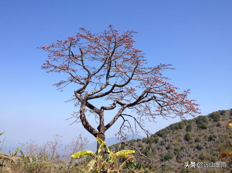 攀枝花和木棉花的区别（攀枝花木棉花它不但好看还好吃）