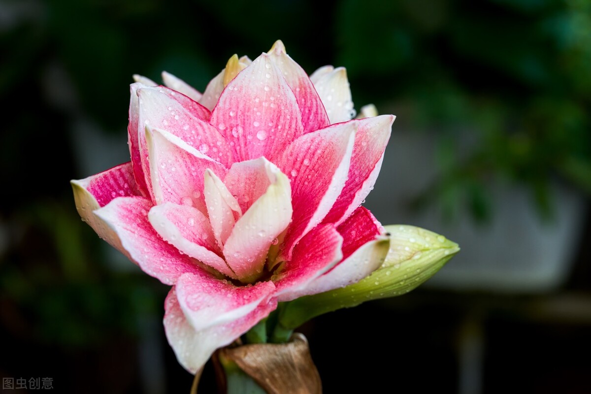 花草中的“狸猫”和“太子”，有些假的可笑，却能月销过万