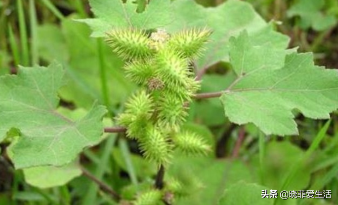 野外游玩，11种有毒植物，注意不要误食，安全第一