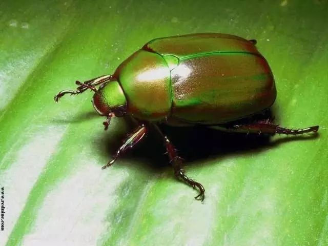 美妙的《昆虫记》笔记(1-1):圣甲虫