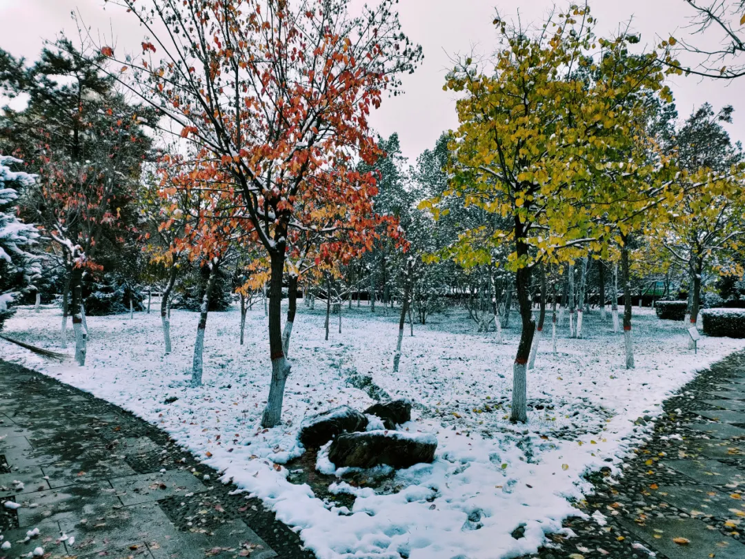 天合园的第一场雪