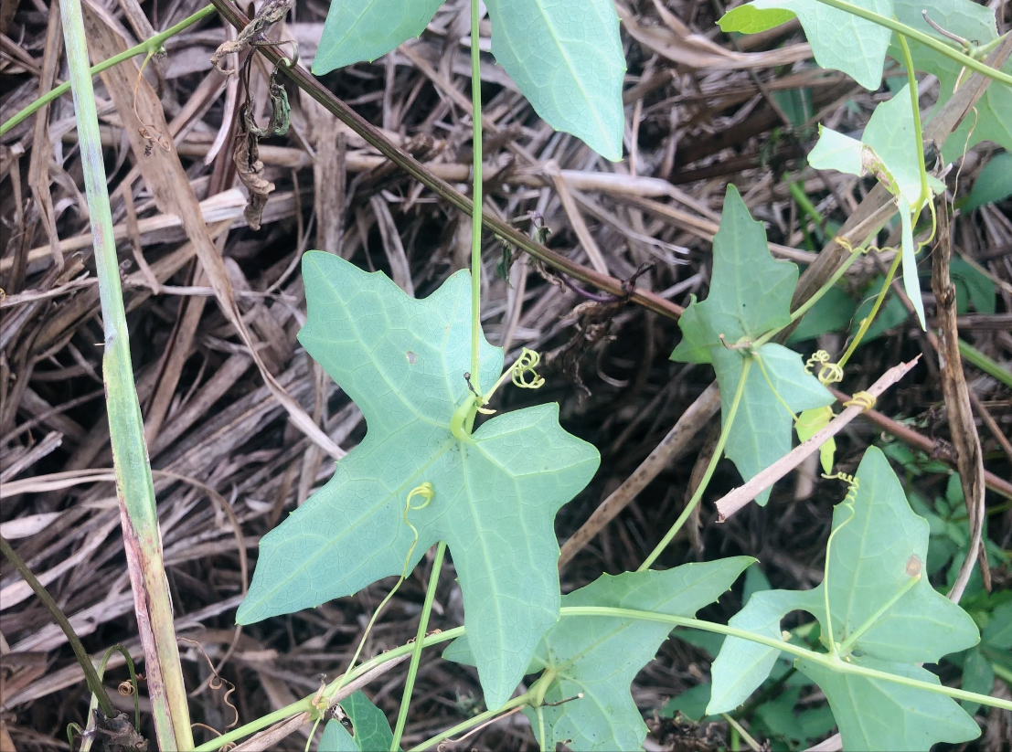 花期5-8月,果期8-11月,茅瓜果实显长圆形或近球形,表面光滑,看起来像