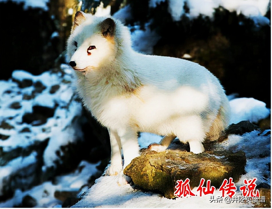 读《狐仙传说》有感