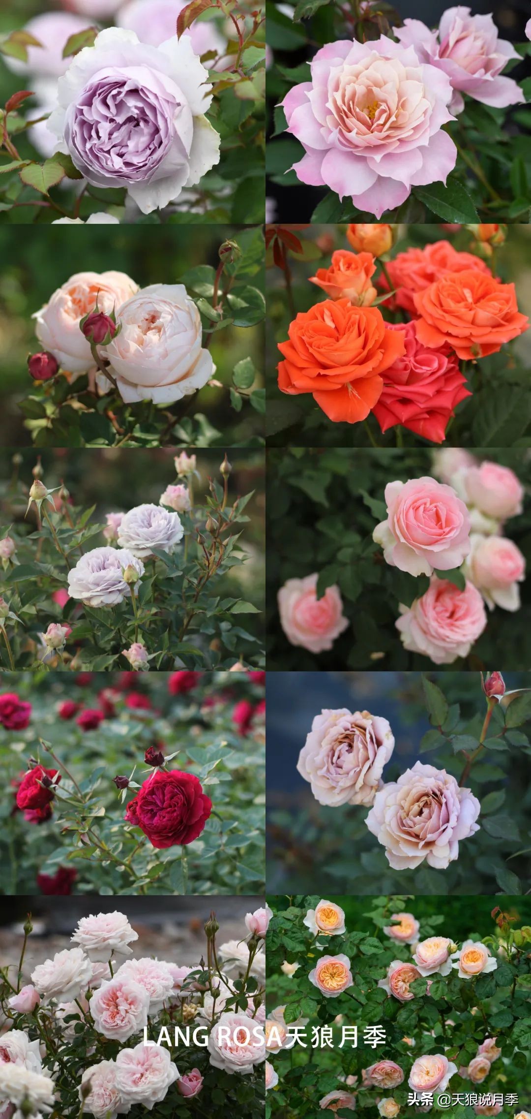 2020世界新品月季大赏，一起来看看都有哪些值得期待的新品种