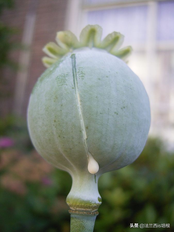 阿片类药物，吗啡、海洛因、奥施康定简史