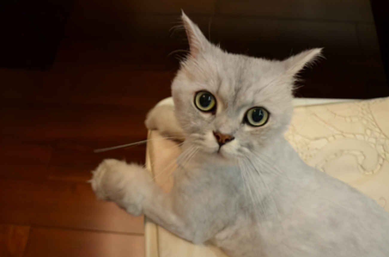 肚子里有“寄生虫”的猫，大多会有这些表现