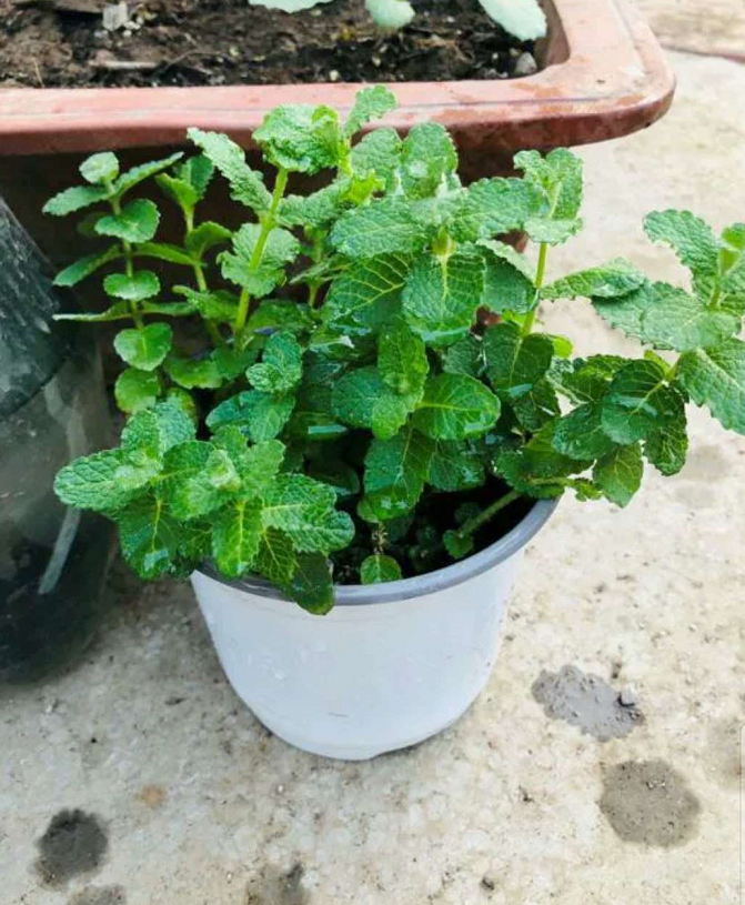 猫主子特喜欢的猫薄荷,在家就能种,一不小心长满院子