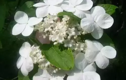 广州市市花是什么（全国56个城市的市花介绍）