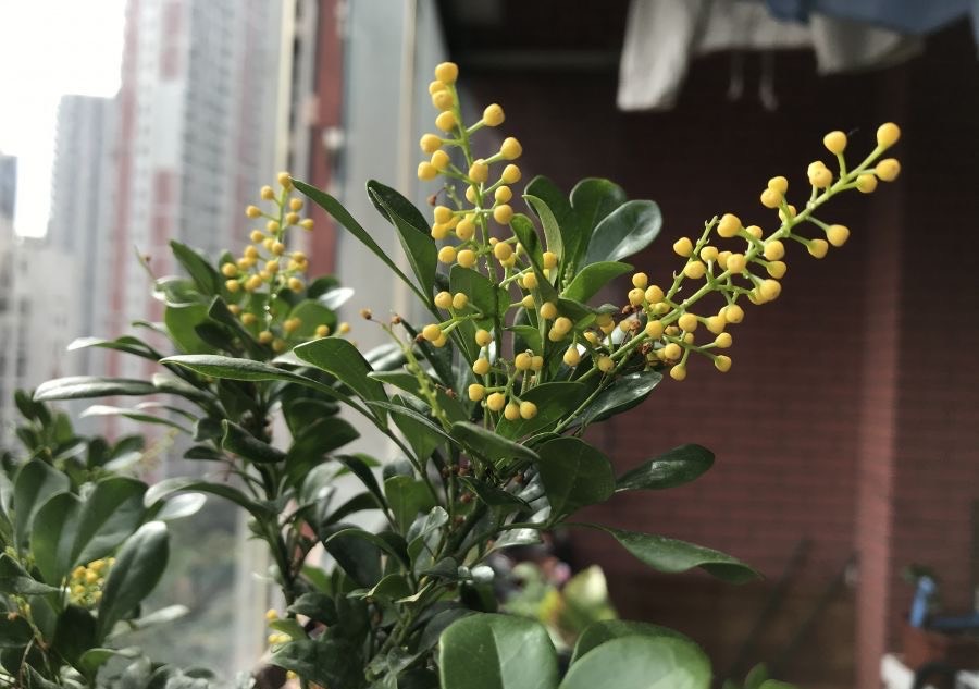 米兰花图片（养好米兰花需要3技巧枝繁叶茂花朵更多）