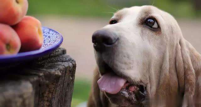 狗能吃柚子吗（对狗健康有益的9种水果介绍）