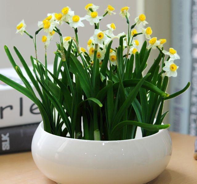 春晚观众席的水仙花寓意春晚为什么放水仙花