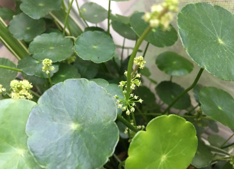 铜钱草开花了怎么办（3步让绿叶变得又大又绿）