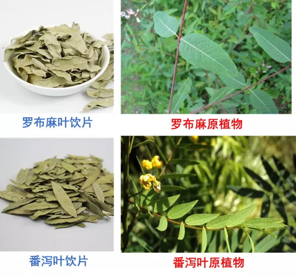 竹心泡水喝有什么功效（叶类中药代茶饮的使用注意事项）