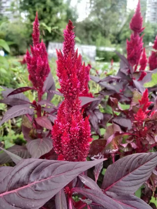 鸡冠花,似火焰般绽放着,不愧"花中之禽"美誉