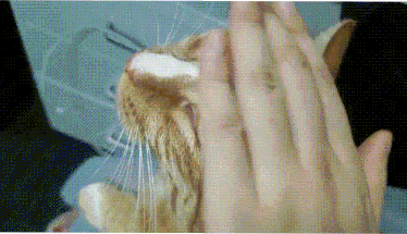 猫咪不是爱互殴就是乱咬人？盘点14种攻击行为的解决对策
