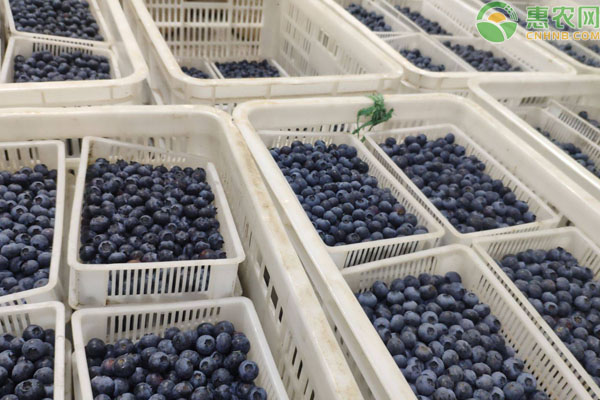 2020蓝莓多少钱一斤？蓝莓价格行情走势分析