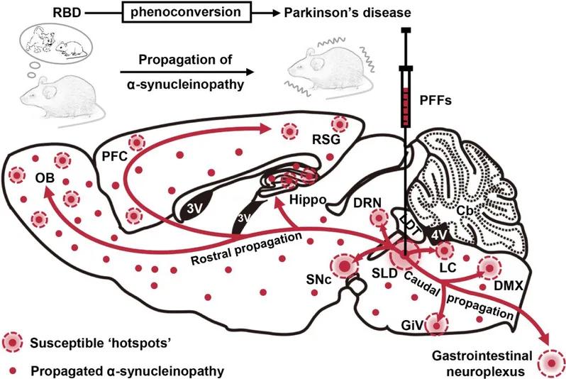 复旦大学医学神经生物学国家重点实验室2020年科研成果汇编