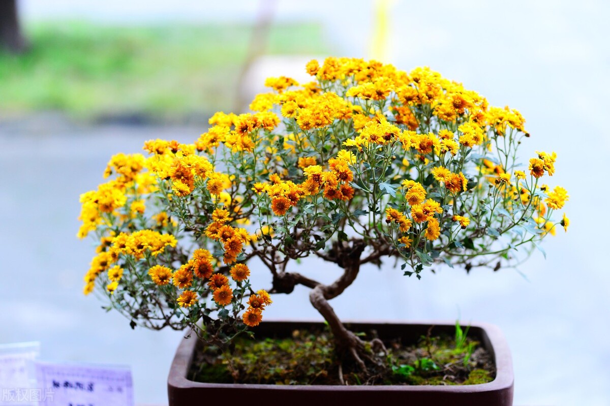 2014北京高考听力真题（36）