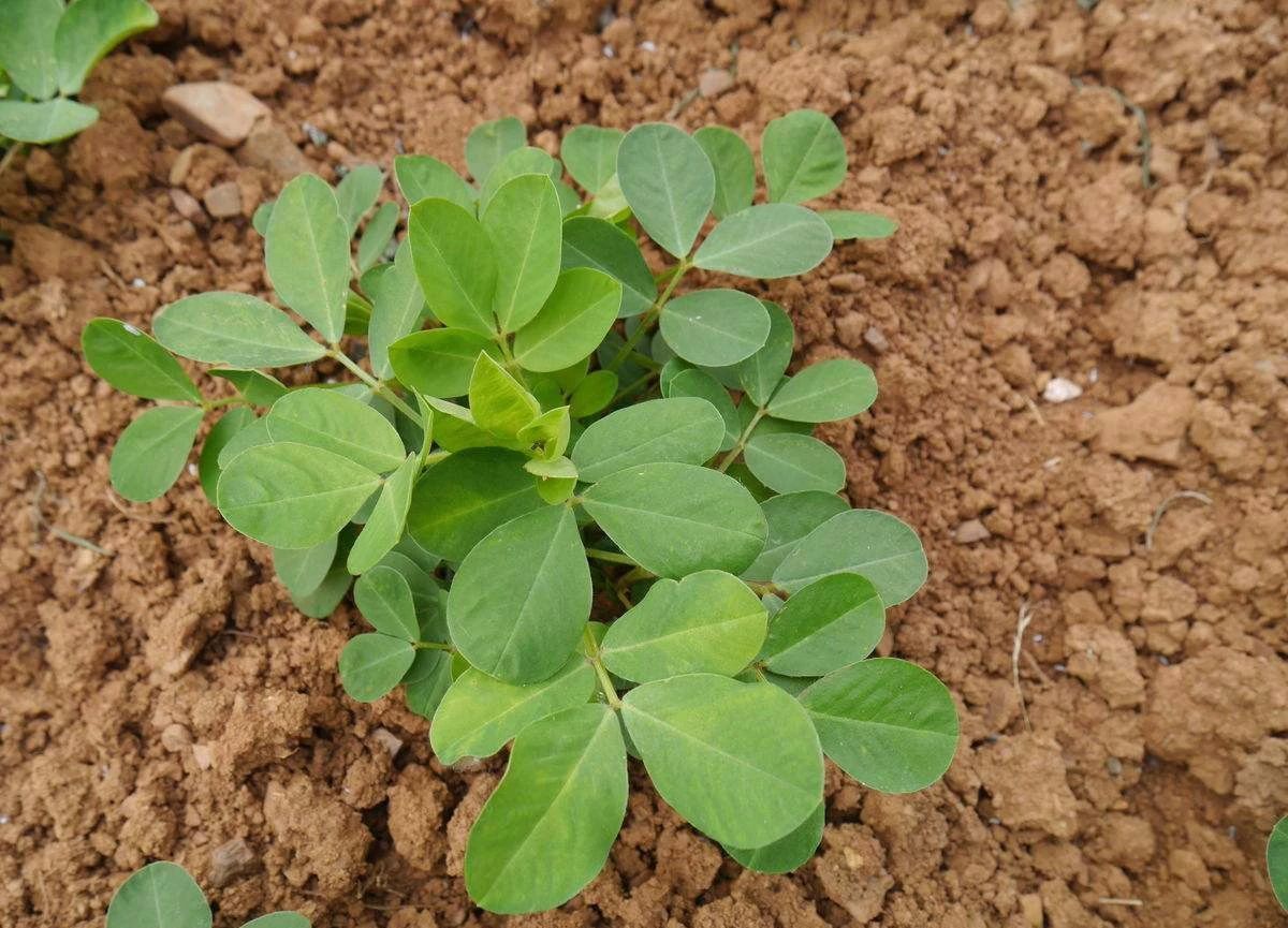 花生種植技術,花生種植技術與管理方法