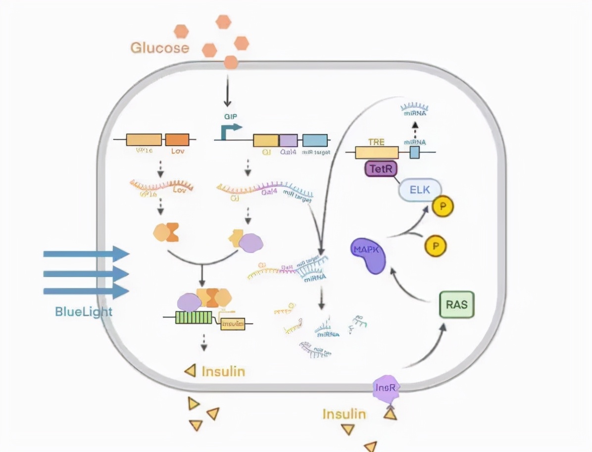 对战哈佛、斯坦福！湖南本科生3年蝉联金奖，提供糖尿病治疗新思路！