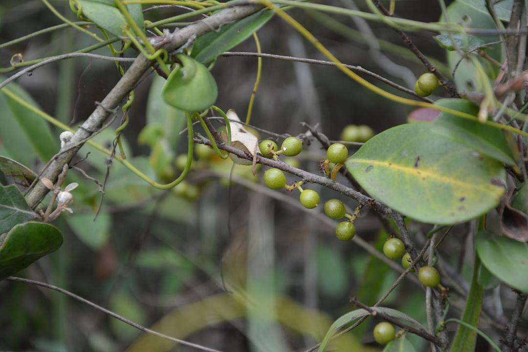 以前在农村,有一种人们非常喜欢的野外植物,它叫龙葵,生命顽强,果实绵