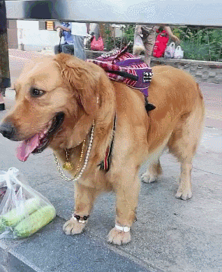 金毛名字带财运的（金毛犬名字大全带来好运）-大连信息网