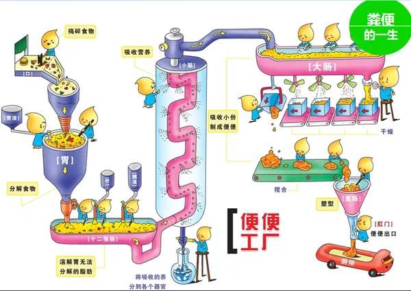 益生菌吃了没用？那是因为你没吃对！婴幼儿不同菌株作用各不同