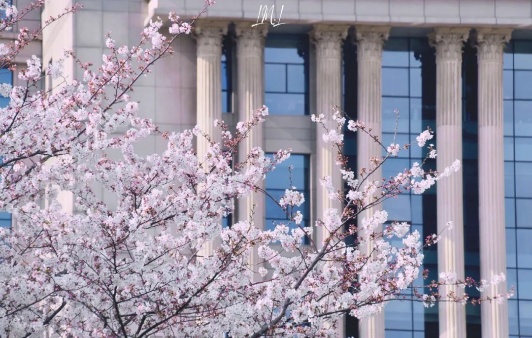 复旦大学：霍格沃斯魔法学校上海分校，终于不能隐瞒了吗？