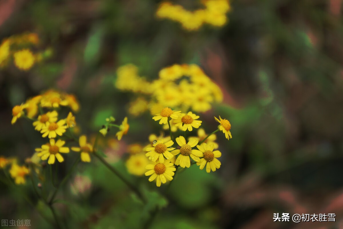 初冬清丽菊花美诗五首：新黄间繁绿，犹开满地金