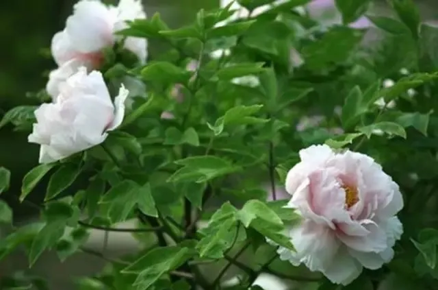 100种名贵牡丹鉴赏 绘画好素材（报花名）