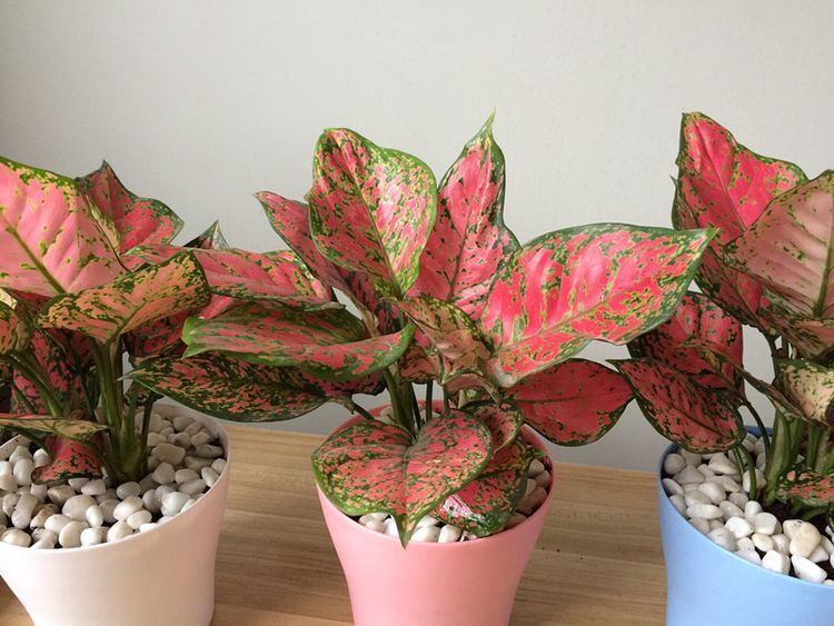 盆栽植物中的"观叶皇后",不仅色彩绚丽,而且寓意吉祥又如意