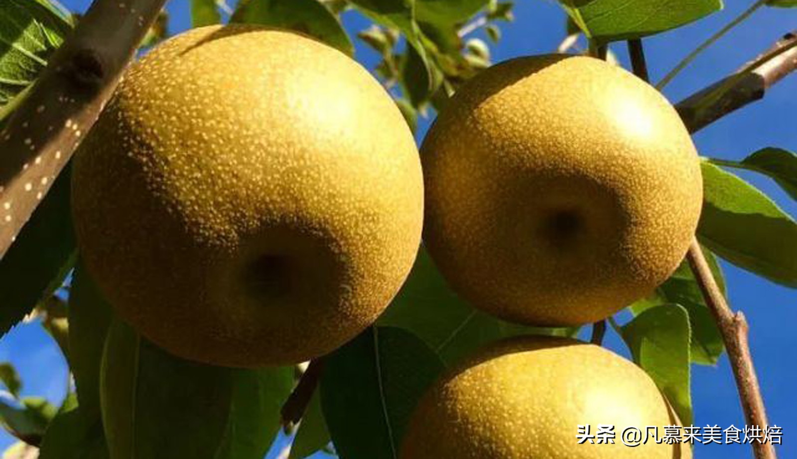 苹果梨图片（盘点全国最好吃的50种梨快收藏）