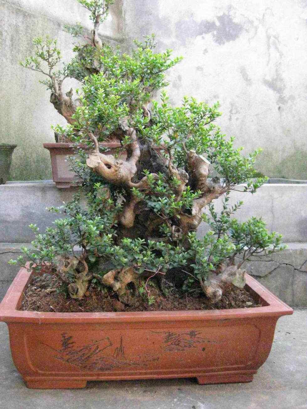 赤楠盆景图片(赤楠盆景)